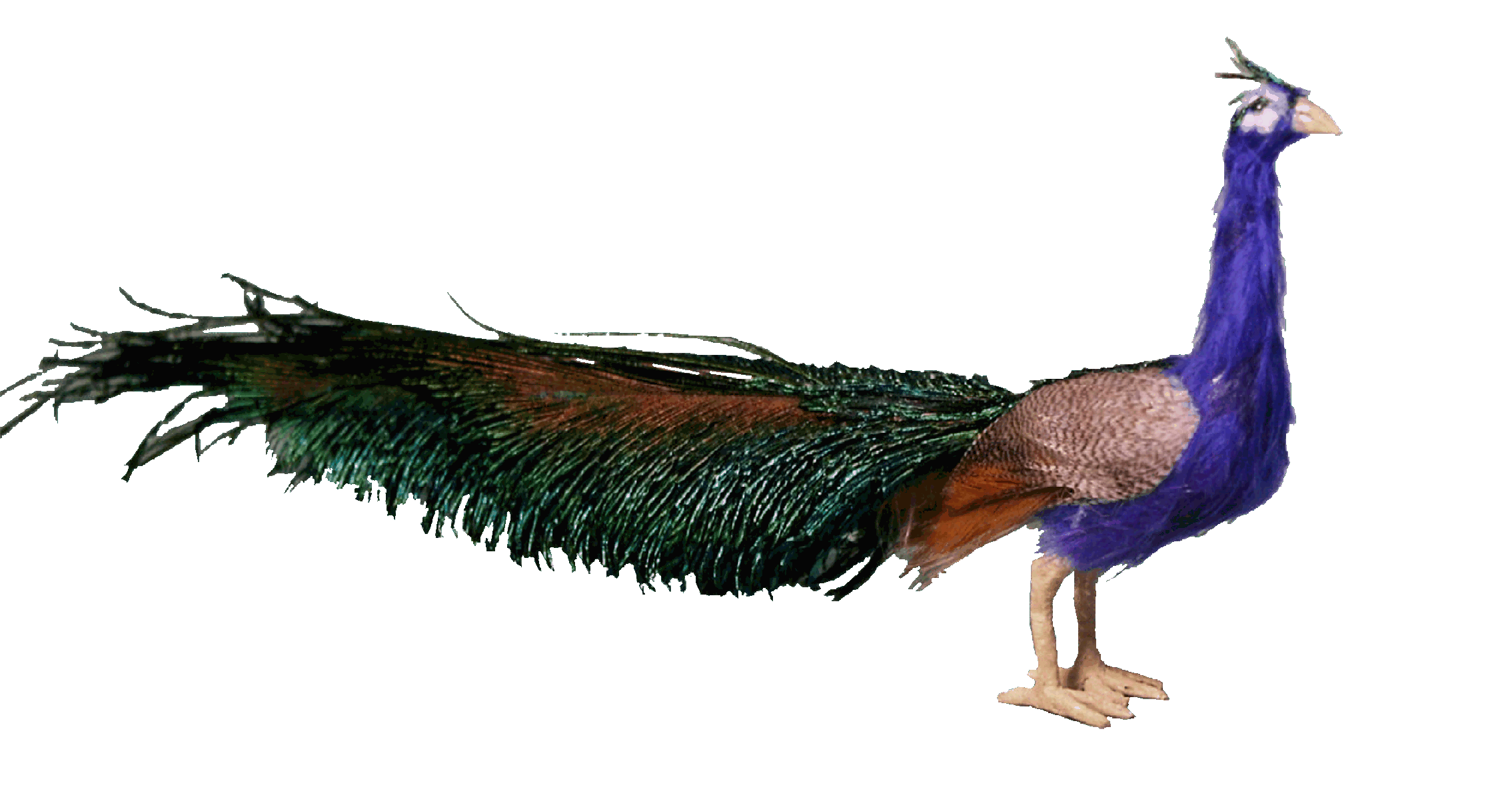 Peacock for the dolls house