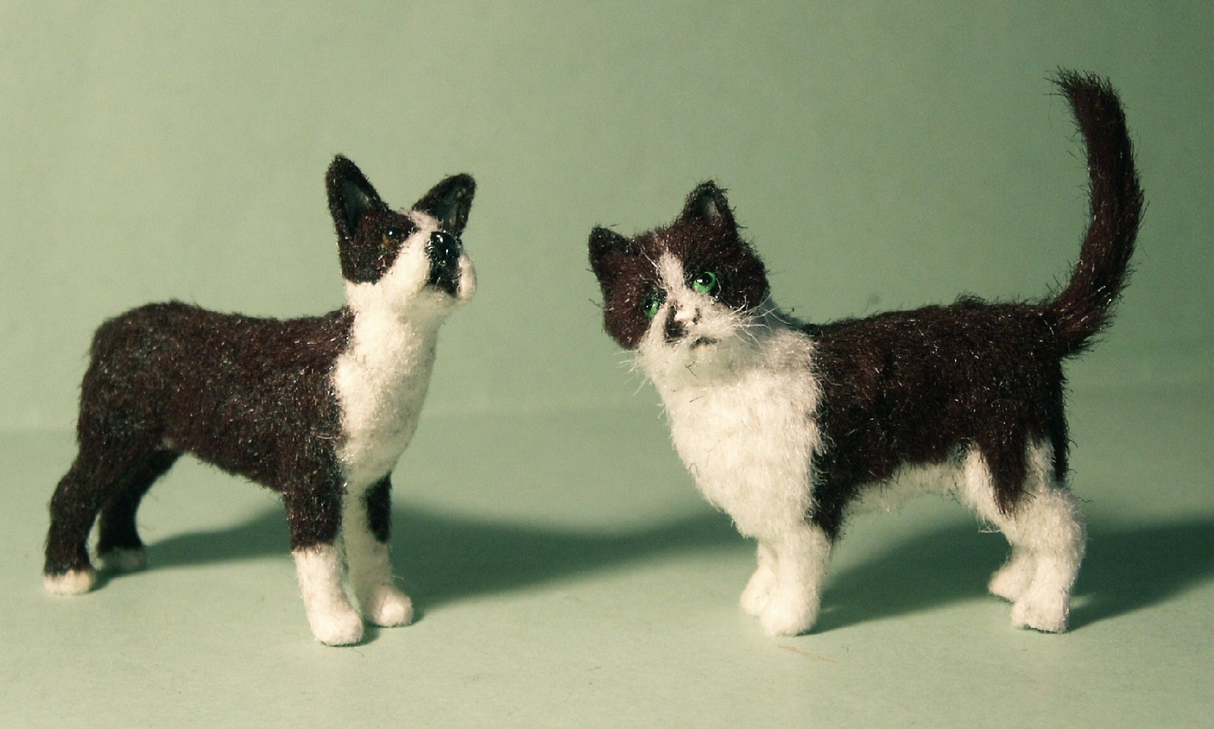 Dolls house cat and Boston Terrier dog