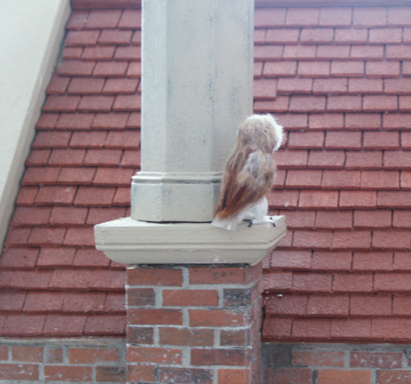 Dolls house owl