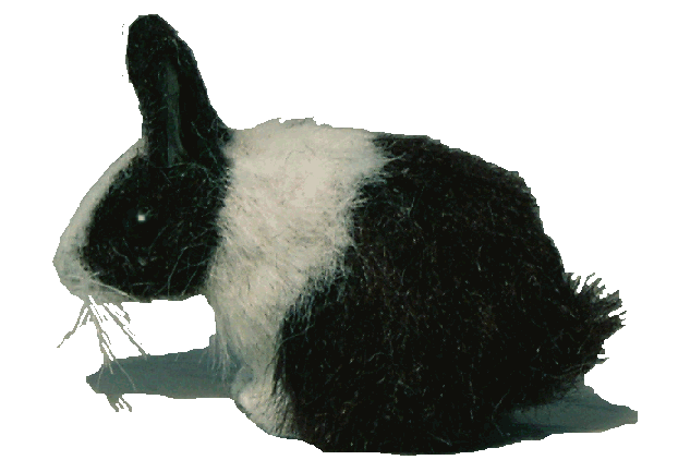 Rabbit for the dolls house