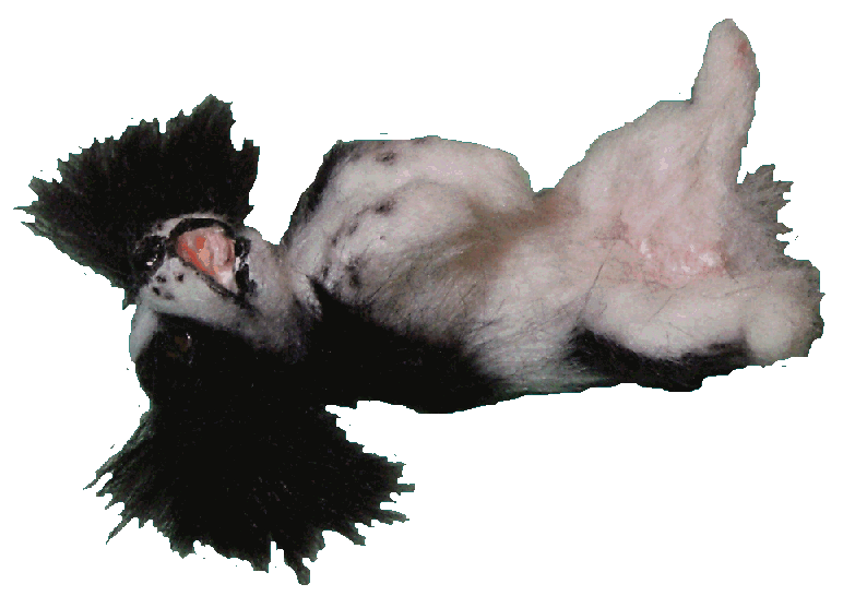 Dolls house spaniel dog