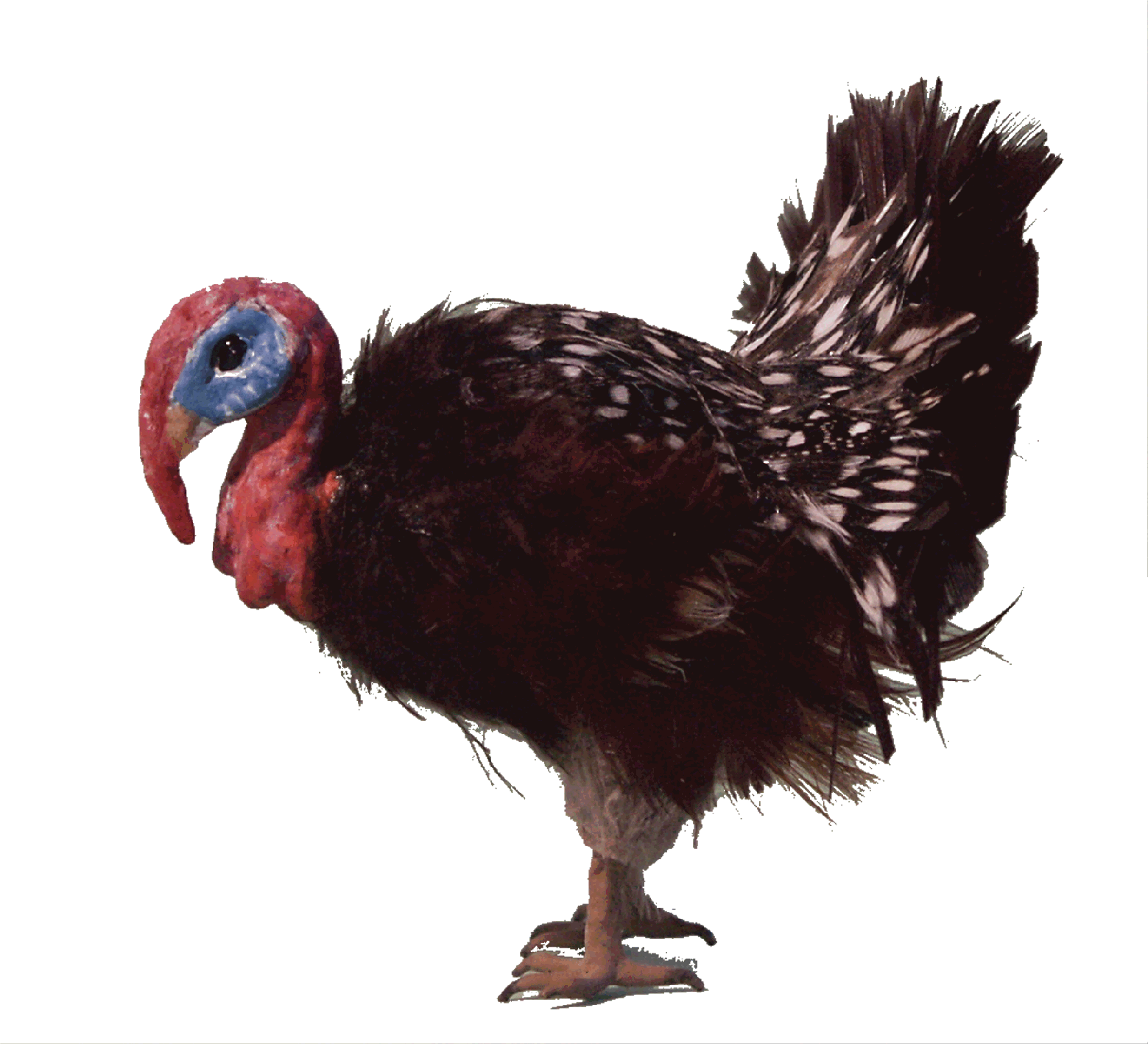 Feathered turkey for the dolls house