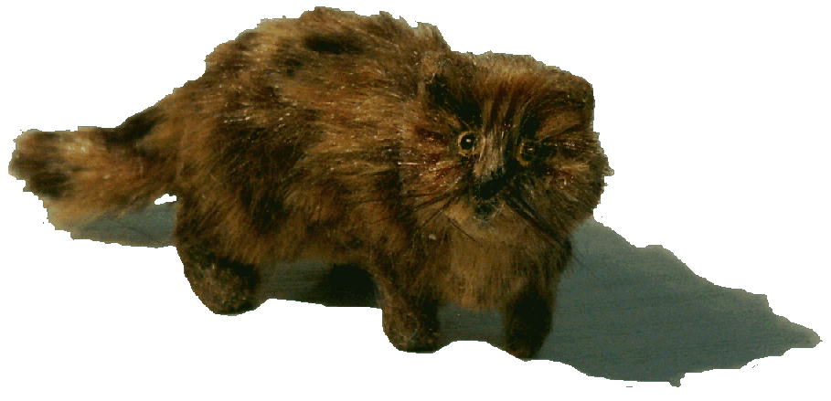 Dolls house cat