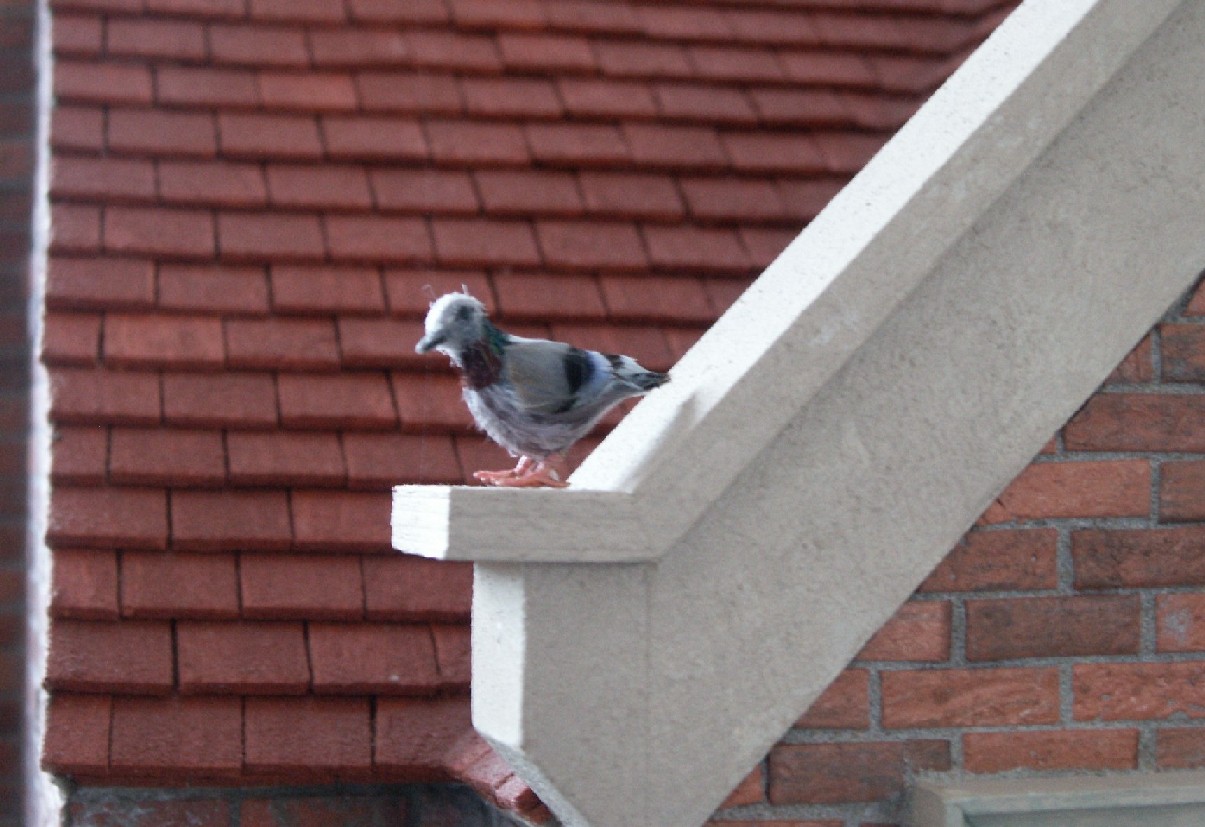 Dolls house birds